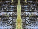 Swamp Visions - Reflections