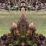 Swamp Faces - Wisdom of the Wood