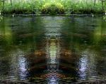 Swamp Faces – Morning Sunshine Reflections